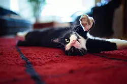 Ein junger Kater streckt sich zwischendurch auch mal. (Archivbild) - &copy; Gregor Fischer/dpa