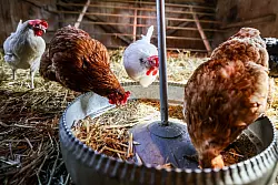 Mager und krank kommen sie in der JVA an - und werden dann gut genährt, gepflegt und aufgepäppelt - © Christoph Reichwein/dpa