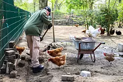 Auch handwerkliche Tätigkeiten gehören zur Hühner-Hege - © Christoph Reichwein/dpa