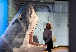 Gro&szlig;, gr&ouml;&szlig;er, Megalodon: Der Urzeit-Hai fasziniert Forscher wie Laien gleicherma&szlig;en. (Archivbild) - &copy; Marijan Murat/dpa