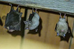Die Gro&szlig;e Hufeisennase in Deutschlands einziger Kolonie. (Archivbild) - &copy; Armin Weigel/dpa
