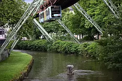 Vor mehr als 75 Jahren st&uuml;rzte der kleine Elefant Tuffi aus einem Wagen der Schwebebahn in die Wupper (Archivbild). Der Tuffi-Stein erinnert daran. - &copy; Federico Gambarini/dpa