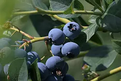 So w&auml;chst die Heidelbeere, bevor sie irgendwann in einem Smoothie landet - an einem Busch. (Archivfoto) - &copy; Michael Bahlo/dpa/ZB