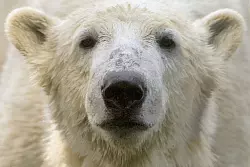 Bei Eisb&auml;r Knut spielten die Besucher und Medien des Berliner Zoos lange verr&uuml;ckt. (Archivbild) - &copy; picture alliance / dpa