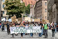 Die T&ouml;tung von Pavianen in N&uuml;rnberg hat scharfe Proteste hervorgerufen. (Archivbild) - &copy; Daniel Karmann/dpa