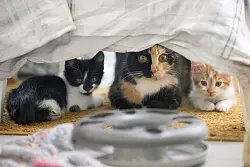 Die Heime sind voll, doch die Kassen bleibt leer. (Archivbild) - &copy; Sebastian Christoph Gollnow/dpa