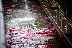 Ein roter Ölteppich bereitet sich auf dem Wasser aus. - © Sina Schuldt/dpa