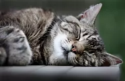 Katzen schlafen h&auml;ufiger auf der linken Seite, aber wieso eigentlich genau? Forscher haben eine Vermutung. (Symbolfoto) - &copy; Martin Gerten/dpa