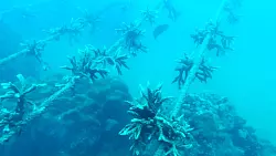 An solchen Schnüren wachsen die Korallenfragmente vor Nha Trang. - © Nguyen Thuy Vu/Villa Le Corail Gran Melia/dpa