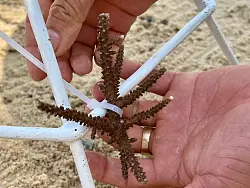 In Nha Trang können Touristen lernen, wie Korallen gepflanzt werden. - © Carola Frentzen/dpa