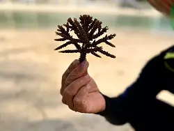 Klein aber oho: Solche Korallenfragmente sind wichtig für die Aufforstung neuer Riffe. - © Carola Frentzen/dpa