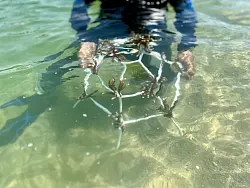 Solche Gestelle werden in einigen Metern Tiefe im Meer positioniert, damit die Korallen wachsen können. - © Carola Frentzen/dpa