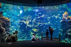 Das Innenraum-Riff in San Francisco zählt zu den größten der Welt. - © Gayle Laird/California Academy of Sciences /dpa