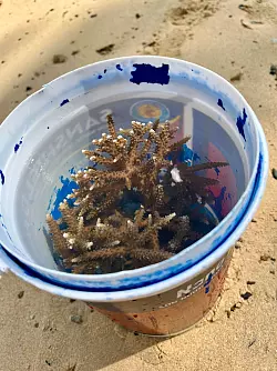 Solche Korallenfragmente sind die Grundlage für neue Riffe. - © Carola Frentzen/dpa