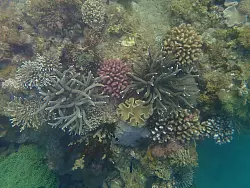 Schon nach einem Jahr ist vor Nha Trang ein neues Riff entstanden. - © Nguyen Thuy Vu/Villa Le Corail Gran Melia/dpa