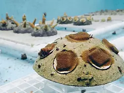 Manche Korallenarten wachsen besonders schnell. - © Alannah Vellacott/Coral Vita/dpa