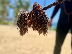 Dornenkronenseesterne sind eine enorme Bedrohung für Steinkorallen. - © Carola Frentzen/dpa