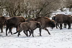 Mit dem Neuzuwachs aus Berlin und NRW leben in dem Nationalpark nun rund 90 Wisente (Handoutbilder). - &copy; Emil Khalilov/Zoo Berlin/dpa