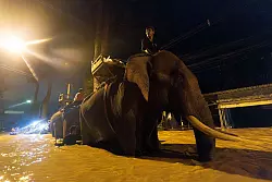 Auf einem Elefanten bringt ein M&ouml;nch in Thailand Hilfsg&uuml;ter (Foto aktuell). - &copy; Wason Wanichakorn/AP/dpa