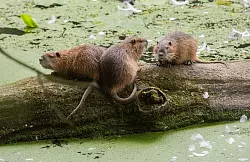 Nutrias sind an ihren Schw&auml;nzen einfach von Bibern zu unterscheiden. (Archivbild) - &copy; Julian Stratenschulte/dpa