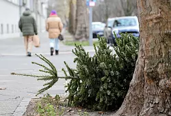 Bitte nicht im Ofen verbrennen: Damit das Holz des Weihnachtsbaums noch umweltschonend genutzt werden kann, sollte man die kommunale Abholung nutzen. - © Britta Pedersen/dpa/dpa-tmn