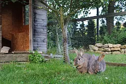 Artgerechtes Gehege: Kaninchen brauchen vor allem viel Platz zum Hoppeln. - © Katja Sponholz/dpa-tmn