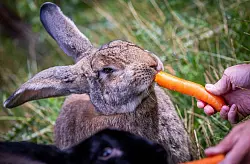 Kaninchen bevorzugen blättrige Salate und Gemüse wie etwa Karotten. - © Jens Büttner/dpa/dpa-tmn