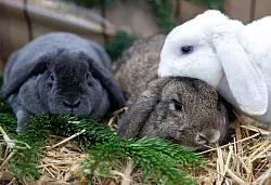 Kein Alleingänger: Kaninchen werden am liebsten in der Gruppe gehalten. - © Soeren Stache/dpa/dpa-tmn