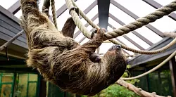 Bei einer Tragzeit von rund zehn bis elf Monaten hatte niemand damit gerechnet, dass es so schnell wieder Nachwuchs geben k&ouml;nnte. - &copy; Philipp Schulze/dpa