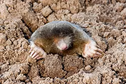 Arten wie der Maulwurf sind weit verbreitet. Dennoch gibt es auch bei ihm in der Wissenschaft noch viele offene Fragen. - © Agami/T. Douma/blickwinkel/dpa