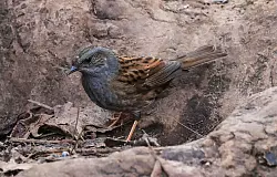 Beim Bestimmen von Vögeln können Laien Fehler machen, das ist Fachleuten bewusst. - © Oliver Berg/dpa