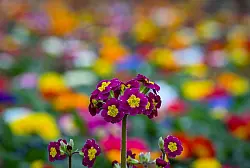 Primeln gibt es in verschiedenen Farben - sie können beliebig mit anderen Zwiebelblumen kombiniert werden. - © Patrick Pleul/dpa/dpa-tmn