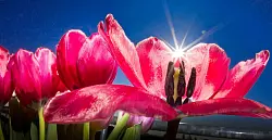 Der Duft von Tulpen entfaltet sich besonders gut an sonnigen Tagen. - © Frank Rumpenhorst/dpa/dpa-tmn