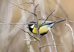 In G&auml;rten und Parks lassen sich im Winter oft Kohlmeisen beobachten. (Symbolbild) - &copy; Silas Stein/dpa