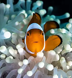 Ein Paar besteht jeweils aus einem dominanten Weibchen und einem subdominanten Männchen, das kleiner ist als seine Gefährtin. - © Morgan Bennett-Smith/Newcastle University/dpa