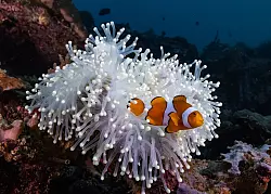 Die aus dem Animationsfilm «Findet Nemo» bekannten Echten Clownfische (Amphiprion percula) leben im Schutz von Seeanemonen. - © Morgan Bennett-Smith/Newcastle University/dpa