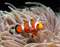 Clownfische leben im Schutz von Seeanemonen. (Archivbild) - © Ahmad Yusni/epa/dpa