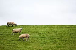 Auf Deichen sind Regelungen zum Schutz der Weidetiere schwieriger - und deshalb sollen dort Wolfs-Absch&uuml;sse leichter m&ouml;glich werden. - &copy; Lars Penning/dpa