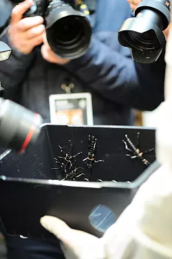 Im Zoo in Prag ist ein neuer Pavillon f&uuml;r eine der seltensten Insektenarten, den australischen Baumhummer, er&ouml;ffnet worden. - &copy; Michael Heitmann/dpa