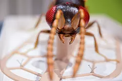 Ein Modell der Wespe &laquo;Aphanogmus kretschmanni&raquo;, die nach Baden-W&uuml;rttembergs Ministerpr&auml;sidenten Winfried Kretschmann benannt wurde. - &copy; Bernd Wei&szlig;brod/dpa