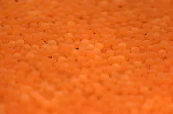 Damit nicht zu viele Lachseier gefressen werden oder verloren gehen, &uuml;bernehmen Menschen die Aufzucht. - &copy; Oliver Berg/dpa