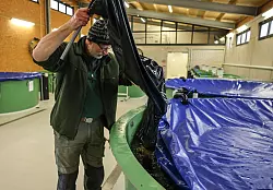 Bis zur vollst&auml;ndigen Laichreife bleiben die Lachse im Wildlachszentrum und werden anschlie&szlig;end wieder freigelassen. - &copy; Oliver Berg/dpa