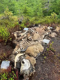 Der Kadaver eines Wisents ist f&uuml;r Wissenschaftler aufgrund der vielen Aasbesucher besonders interessant. - &copy; Christian von Hoermann/Universit&auml;t W&uuml;rzburg/dpa