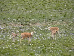 Die mongolischen Saiga-Antilopen geh&ouml;ren WWF zufolge zu den Gewinnern des Jahres. - &copy; -/WWF Mongolia/dpa