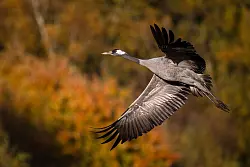 Auch vielen V&ouml;gel ging es weltweit schlechter, in Deutschland setzte vor allem die Vogelgrippe den Kranichen zu. (Archivfoto) - &copy; Sina Schuldt/dpa