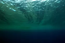 Auch Phytoplankton geh&ouml;rt WWF zufolge zu den Verlierern des Jahres. - &copy; Philipp Kanstinger/WWF /dpa