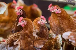 In den USA wurden zahlreiche Legehennen gekeult, um die Vogelgrippe einzudämmen. (Archivbild) - © Julian Stratenschulte/dpa