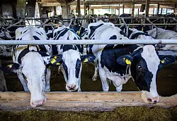Preissenkungen für Milchprodukte bereiten vielen Landwirten Sorgen. (Archivbild) - © Jens Büttner/dpa