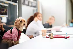 Die Atmosph&auml;re bei den Proben ist sehr famili&auml;r &ndash; auch Tiere sind willkommen. - &copy; Christoph Reichwein/dpa