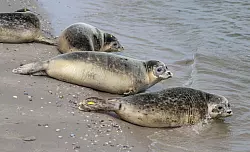 In der Seehundstation wurden sie aufgep&auml;ppelt, bis sie das Auswilderungsgewicht von mindestens 25 Kilogramm erreicht haben. - &copy; Focke Strangmann/dpa